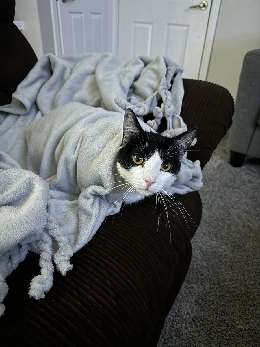 codaaaz's tweet image. Kenny the goat of RL