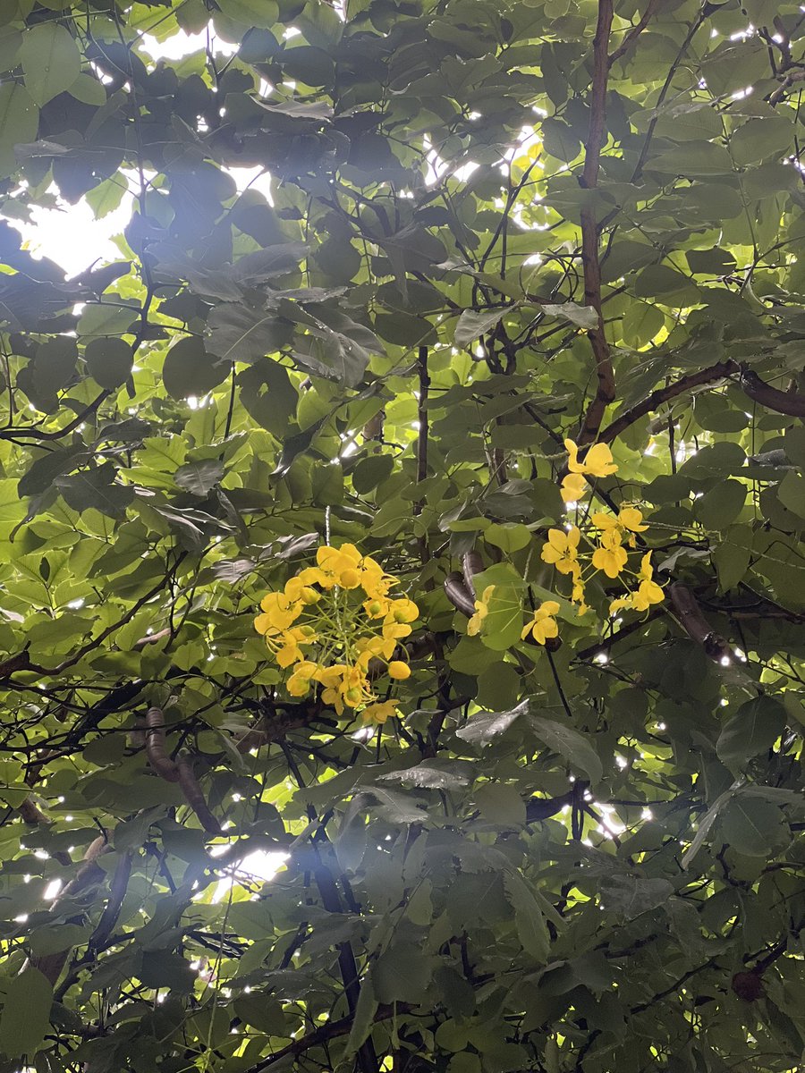 May the flowers remind us why rain is so necessary ! 

#sundayvibes #SundayMorning #rains #yellow #NaturePhtography #Flowers #GurgaonRains #India