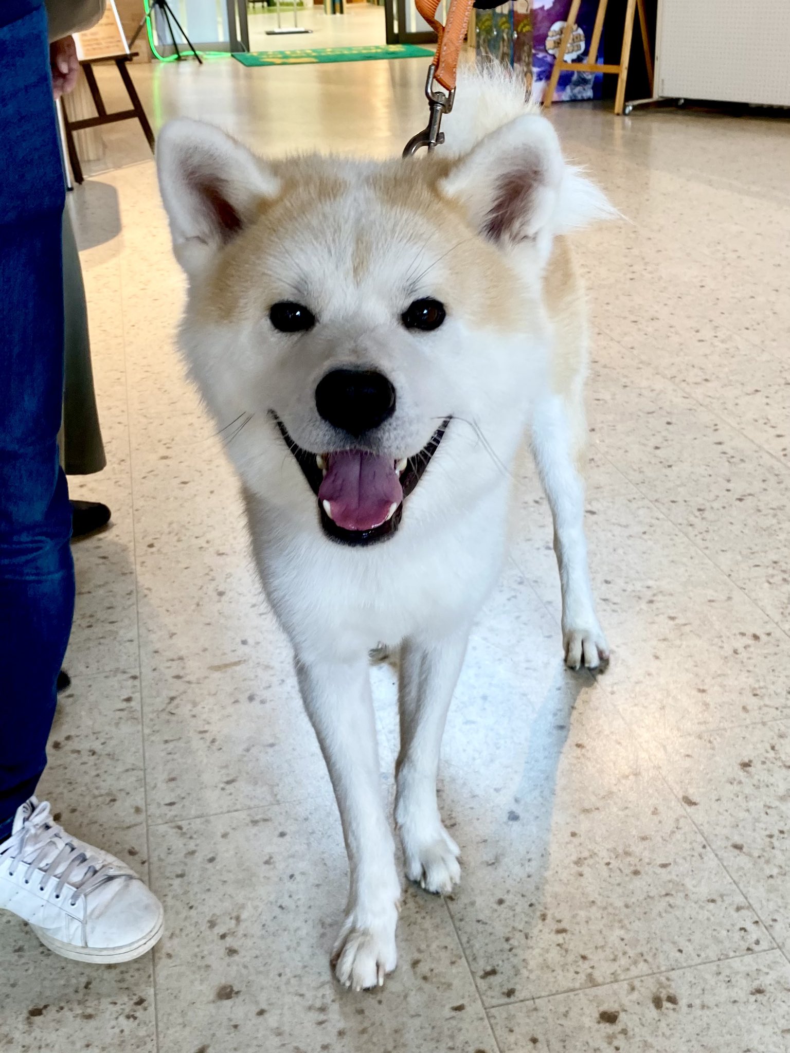 一閑張り（犬） ペットカート大型犬 多頭用4輪 耐荷重80kg 折りたたみ 自立