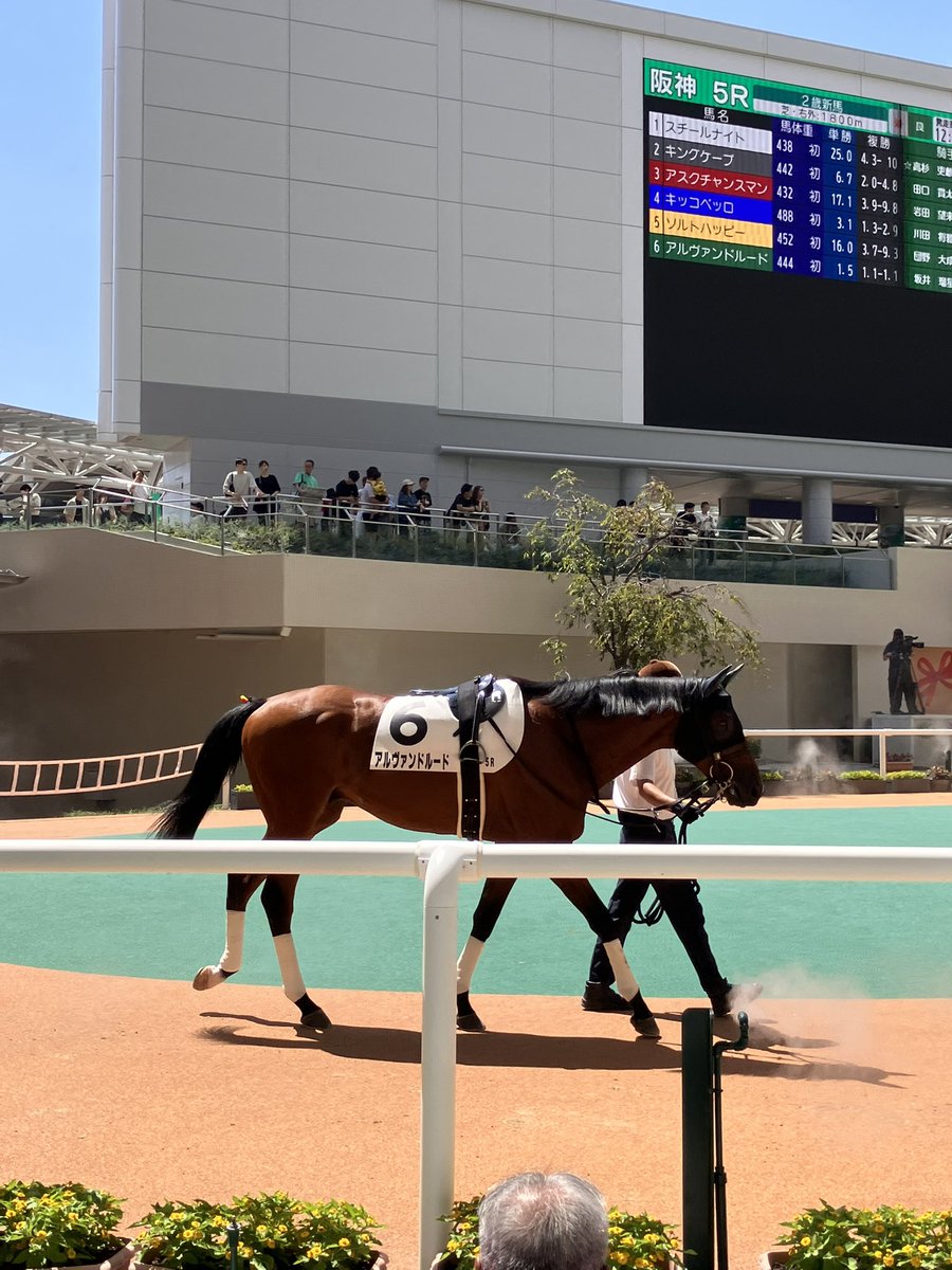 アルヴァンドルード落ち着いてるね
単勝1.5倍とはw
坂井騎手頼みます