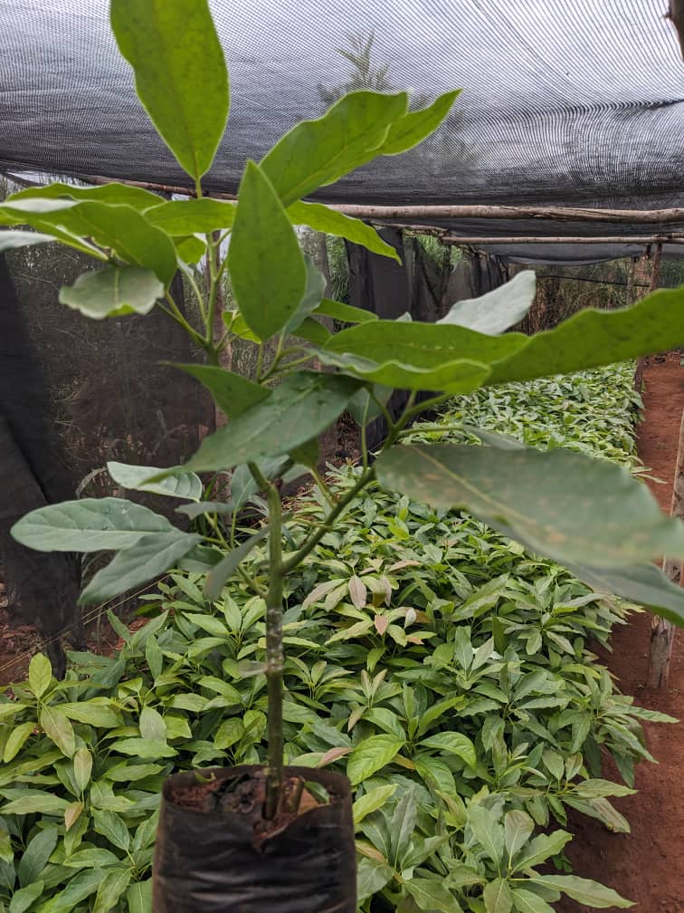 ENdemezo's tweet photo. Ready for avocado season? 🥑 Get a quality harvest by starting with a well grafted tree! #growyourown with @MugwanezaFarm #avocadoharvest #gardenlife https://t.co/XNyt8vI2Vb
