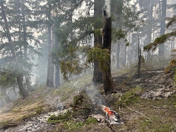 WillametteNatlForest tweet media