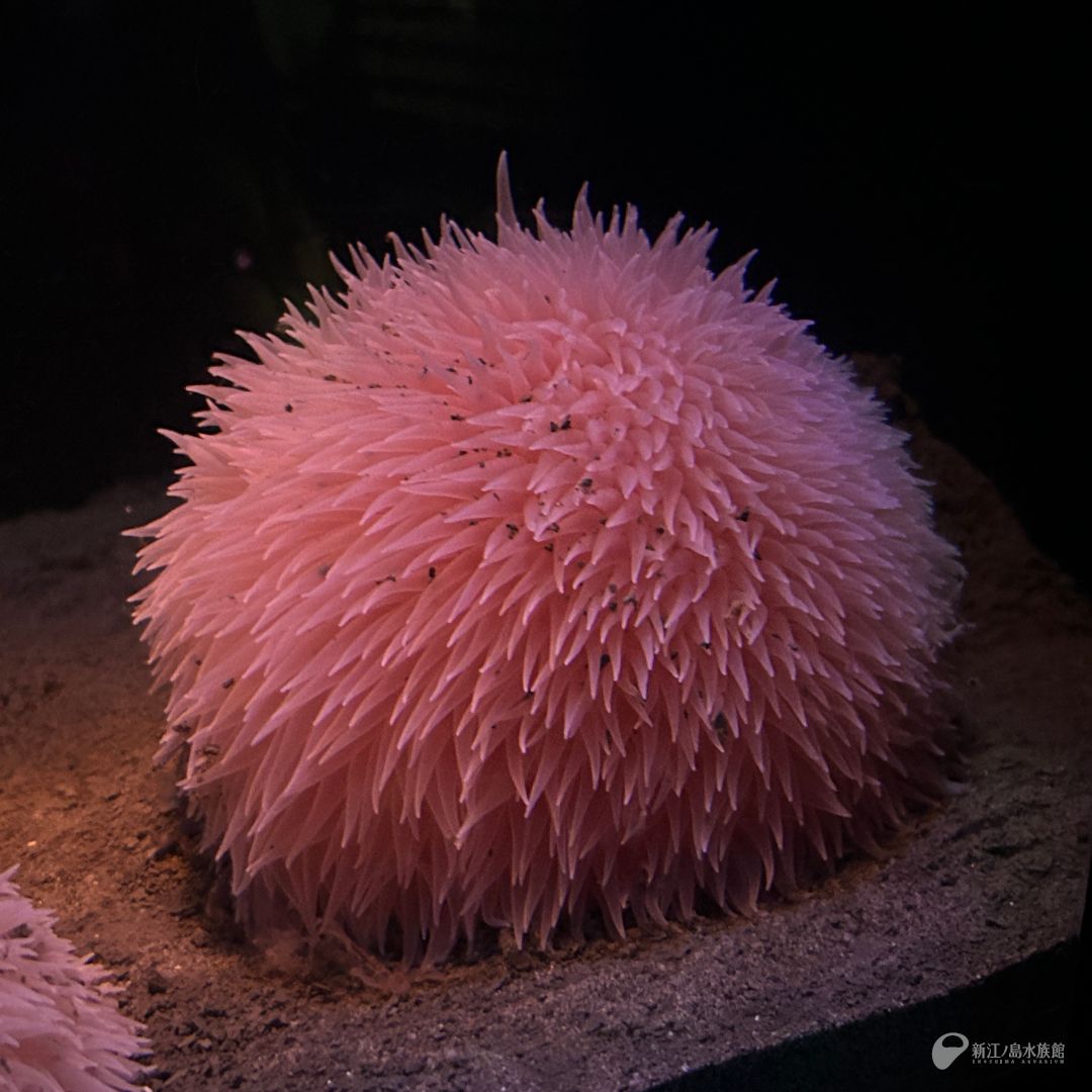 ダリアの花のような深海性のイソギンチャク、ダーリアイソギンチャク