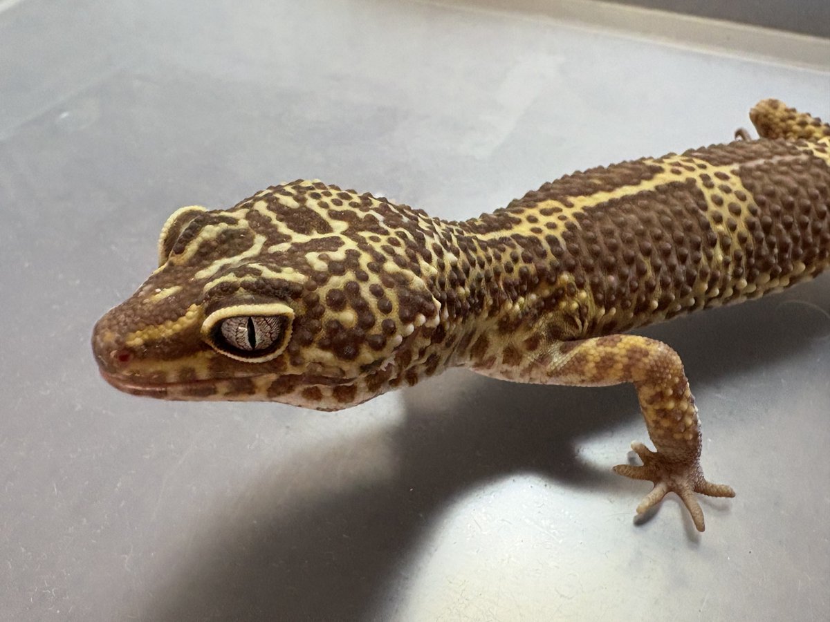 DamasterCarabus's tweet image. 相変わらず良い色の子。

健やかに育ってます。

#レオパードゲッコー
#ヒョウモントカゲモドキ
#Leopardgecko
#LIZARDHOUSE