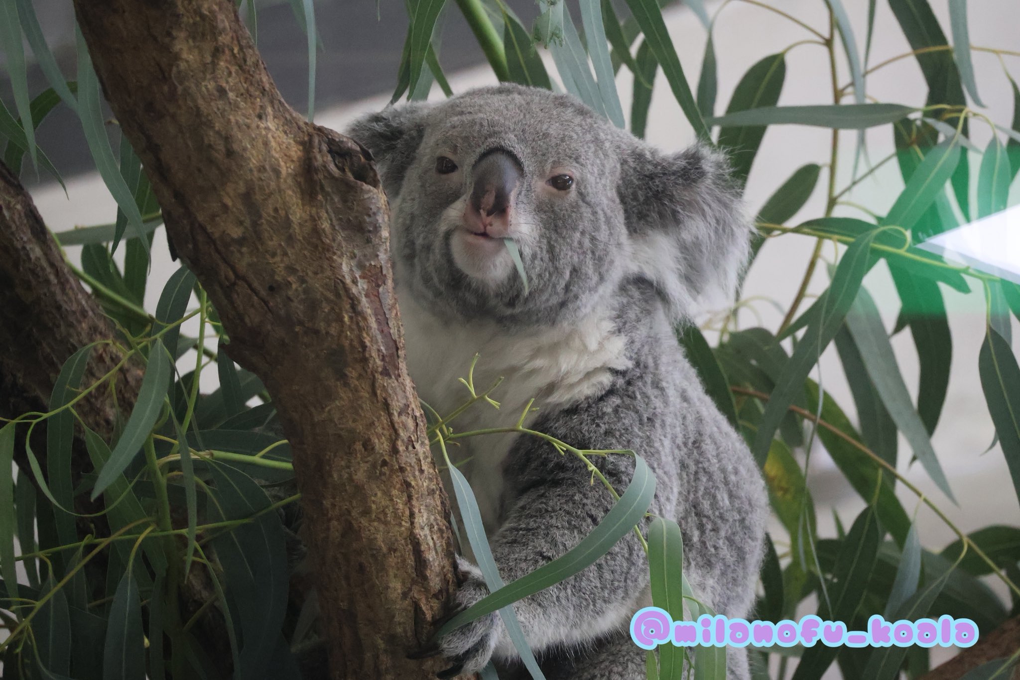 コアラ　他の方はご遠慮願います 動物園バスが気になります🐨💫💨 20250113 🙅‍♀️無断転載禁止