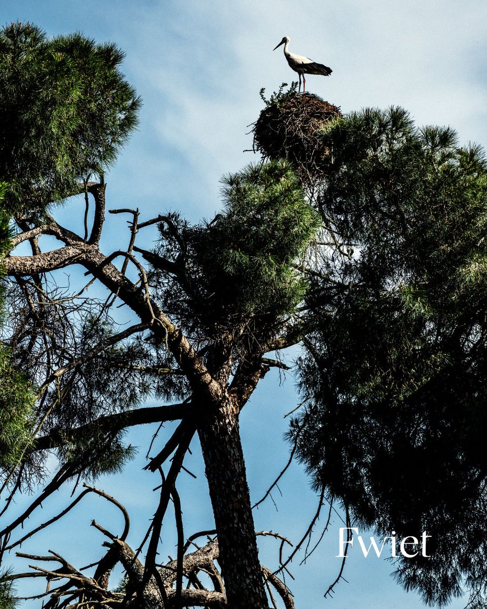 Fotograaf @jellevermeersch reisde met ons mee naar #Extremadura en legt in het tiende nummer van Fwiet zijn unieke blik op het Spaanse landschap vast.

👉 Mis dit bijzondere nummer niet – een feest voor elke natuurliefhebber!
Bestel: fwiet.be

#fwietfwiet