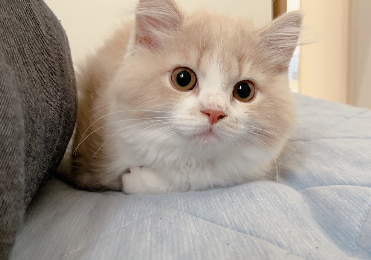 子猫時代のおててないない