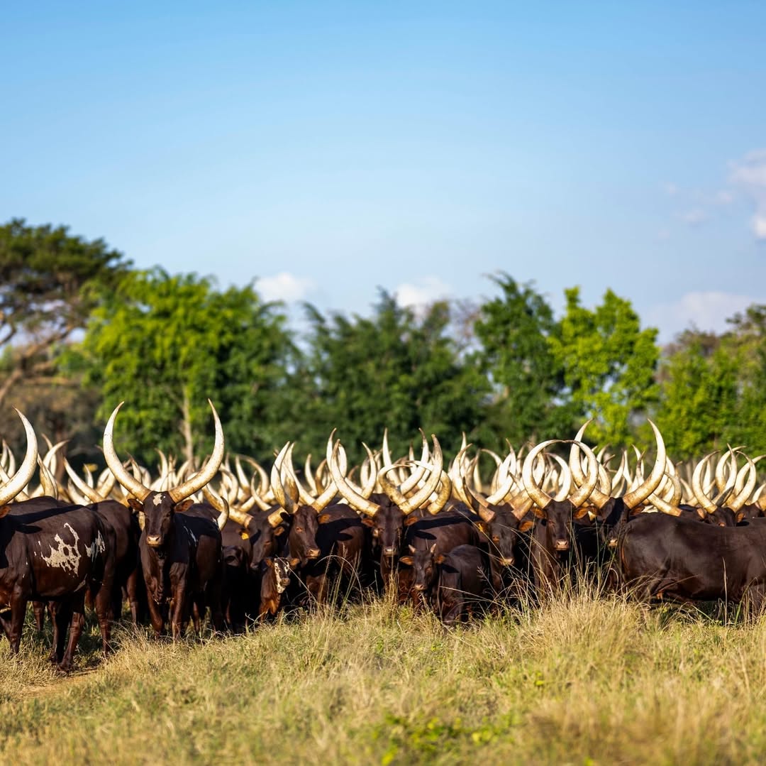BOGALI ๐ (@bogali_) on Twitter photo Visit Rwanda Visit Rwanda
