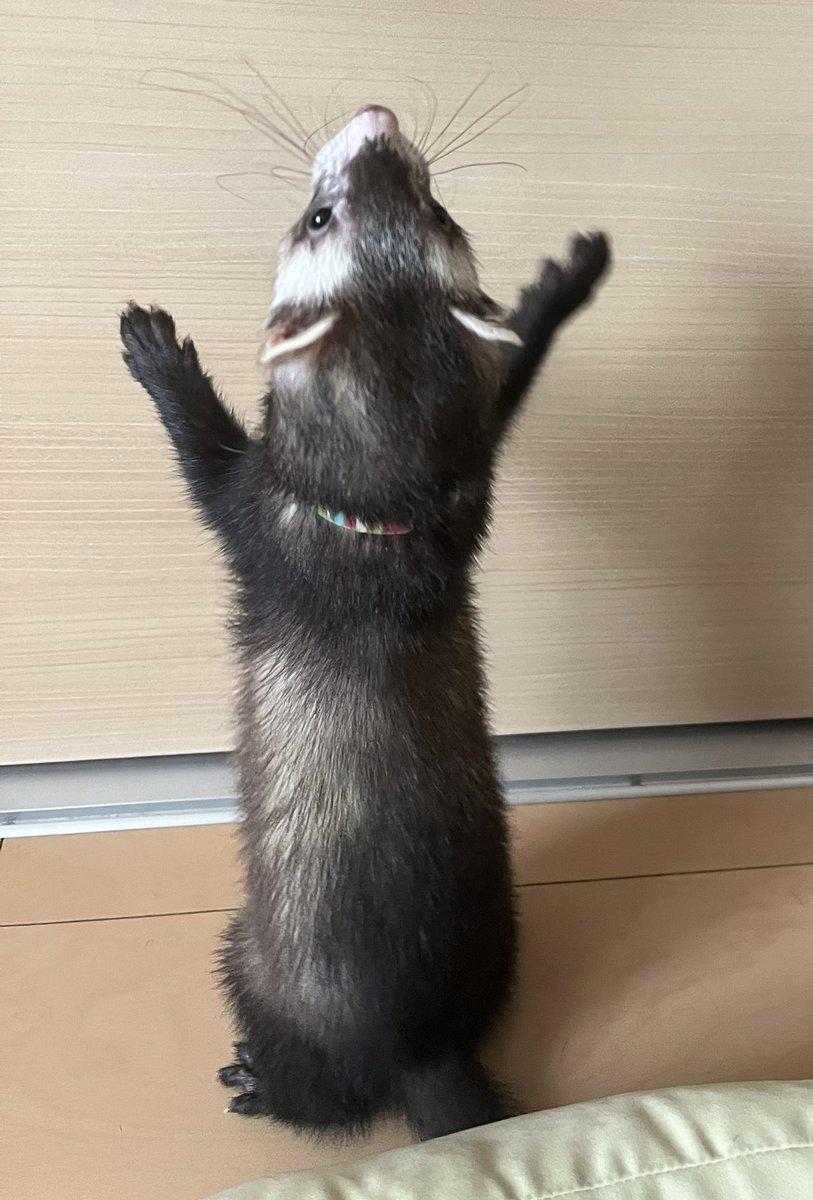 確認ページ♡猫ちゃん4匹♡フェレット10匹 フェレット - Search / X