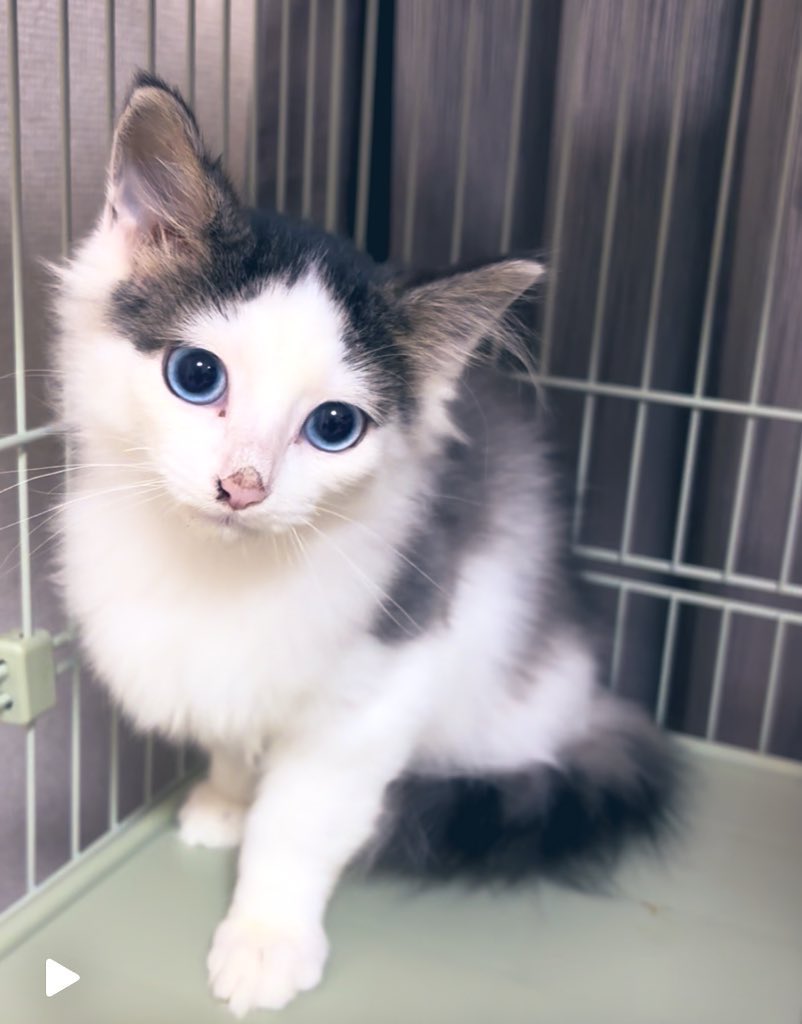 ‪❤︎︎ねこ❤︎︎ 猫音がいる on X: 