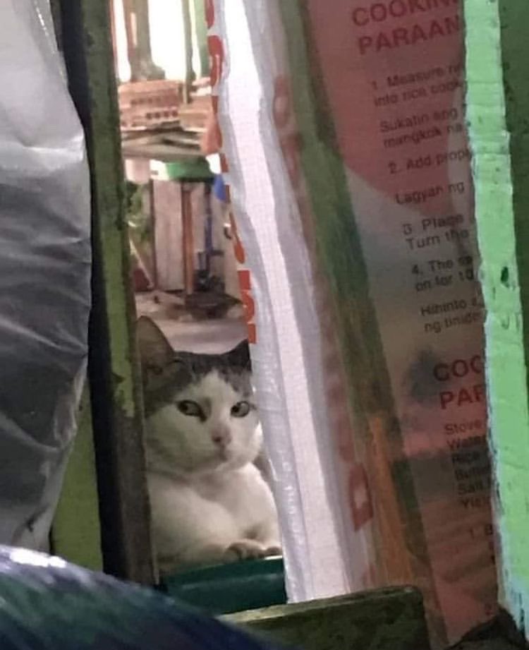 No Cats No Life (@nocatsnolife_m) on Twitter photo 