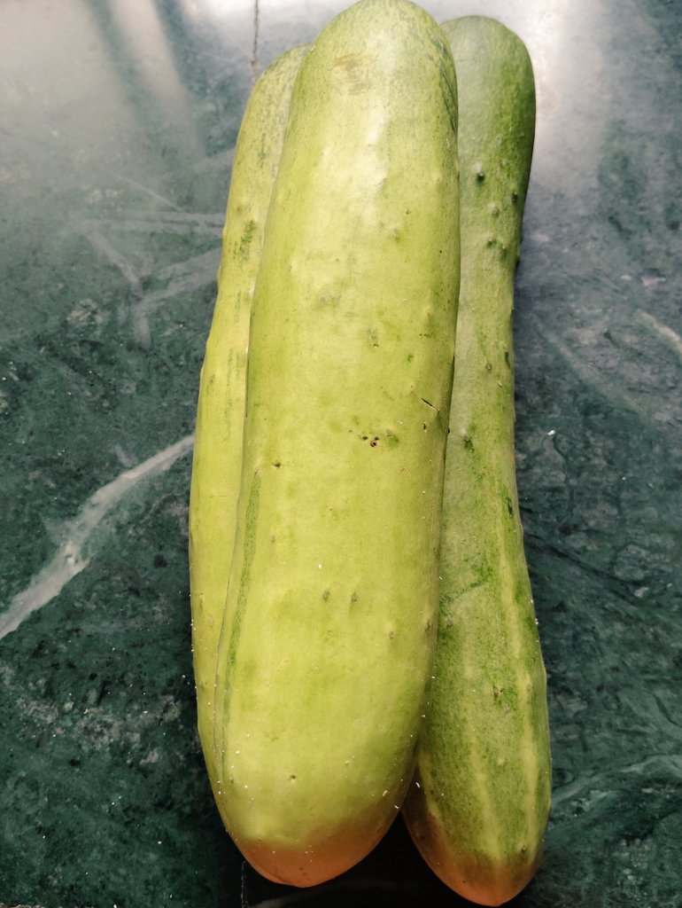 BarveNutan's tweet image. #theme_pic_India_fruit
#Cucumber
पिली ककड़ी
रांधा,धरमपूर भागात मिळते
उत्तम चव