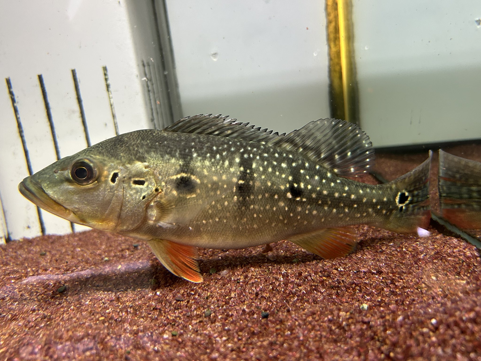 リミックスみなと熱帯魚 on X: 