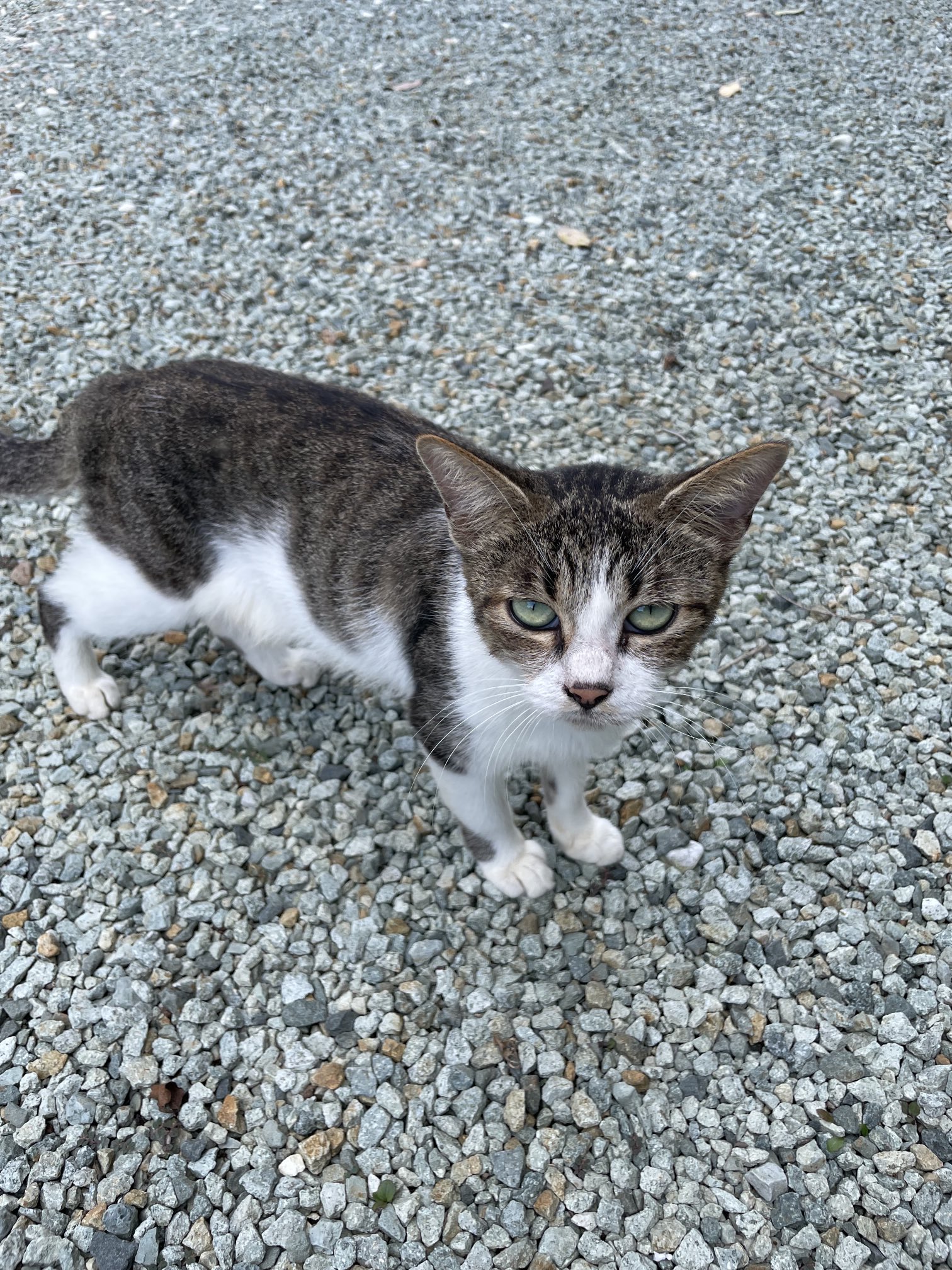 ねこ Z/X(ゼクス)買取 | 高く売るなら【買取コレクター】