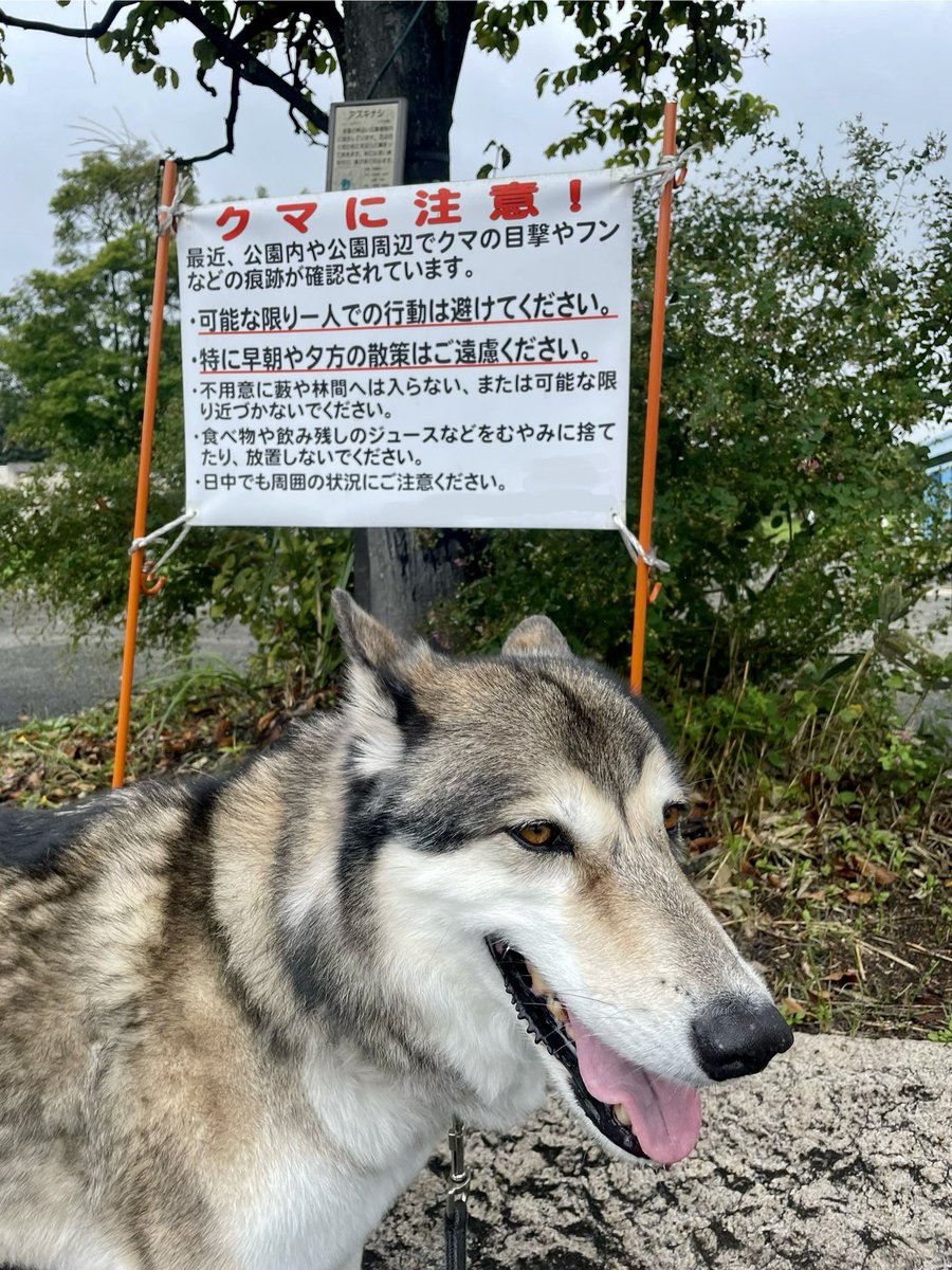 ヒグマが来てたらしい。お土産屋さんがあるので日中は人が沢山行き来してます。