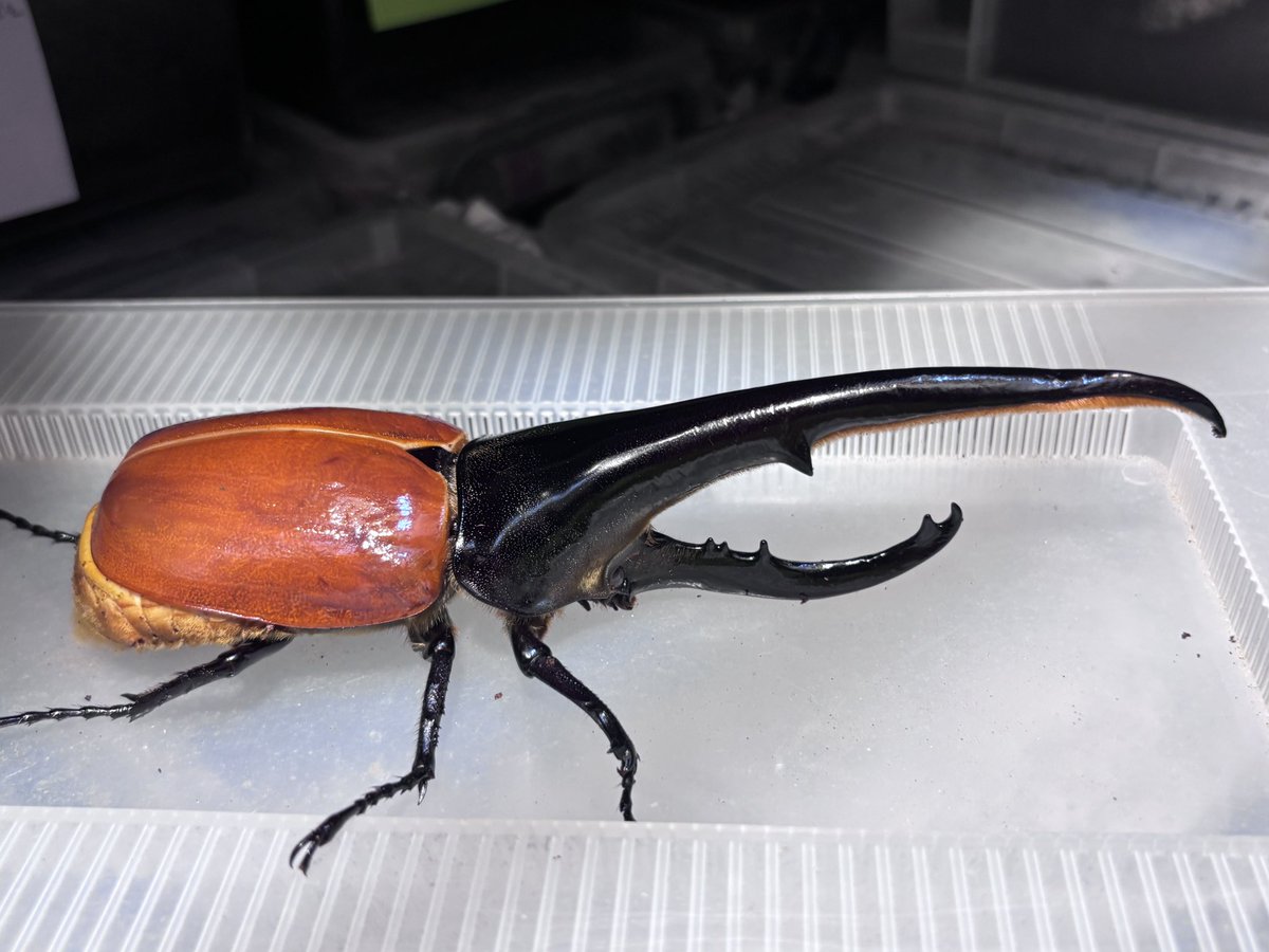 山猫オーダー専用 ヘラクレス, 横たわる負傷したギリシャ戦士 - アファイア神殿 山猫オーダー専用 ヘラクレス, 横たわる負傷したギリシャ戦士