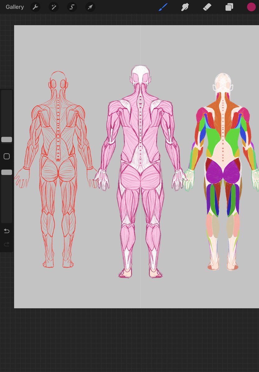 pea_ch_ies's tweet photo. More anatomy studies #artmoots https://t.co/ExnnrPcPCv