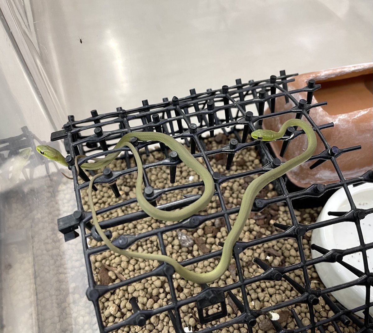 REARFANG (@REARFANGS) / Posts / X