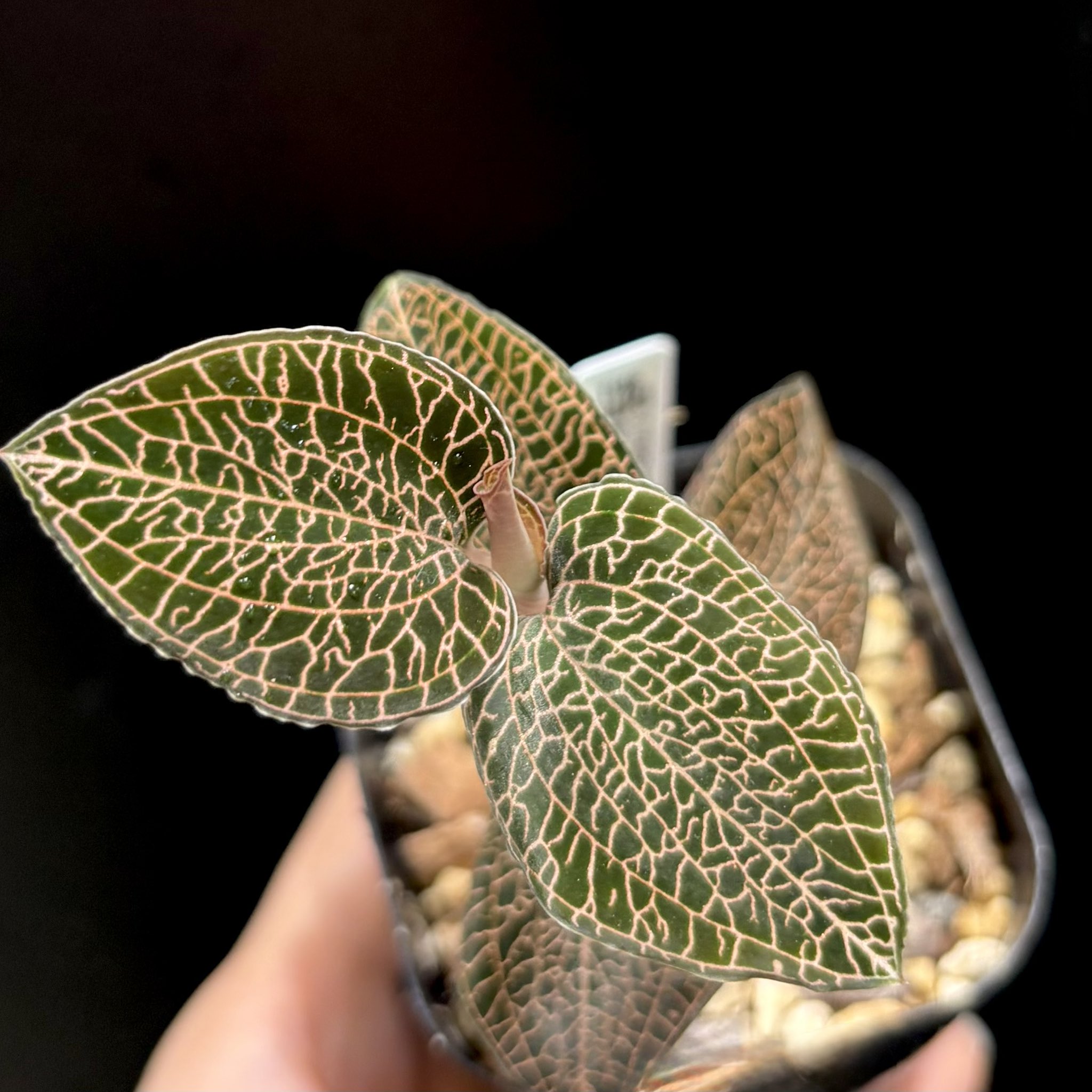 ハナミズキ28 赤花ハナミズキ ジュニアミス 株立ち 約2m 現品発送 特大植木