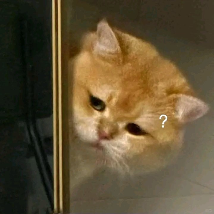 nocontextscats's tweet photo. MOOD https://t.co/z0ggNPtflq