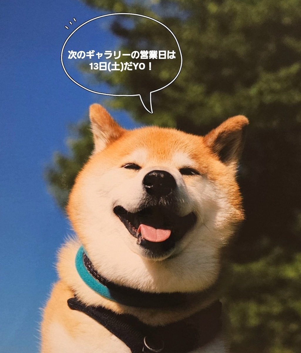 柴犬まる (@marutaro2000) / Posts / X