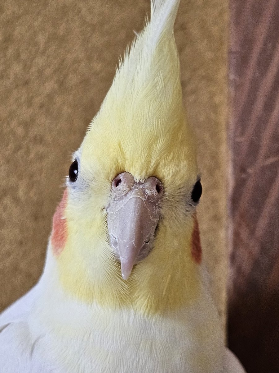 そんな目で見つめても…

週末は終わりなんだよ…

#オカメインコ