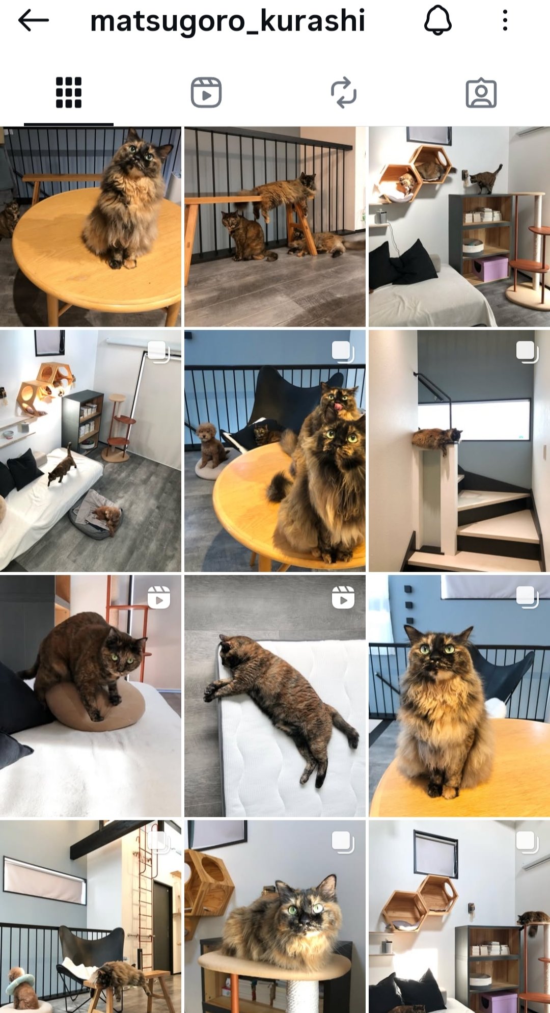 真は錆猫が好き さび猫好き - Search / X