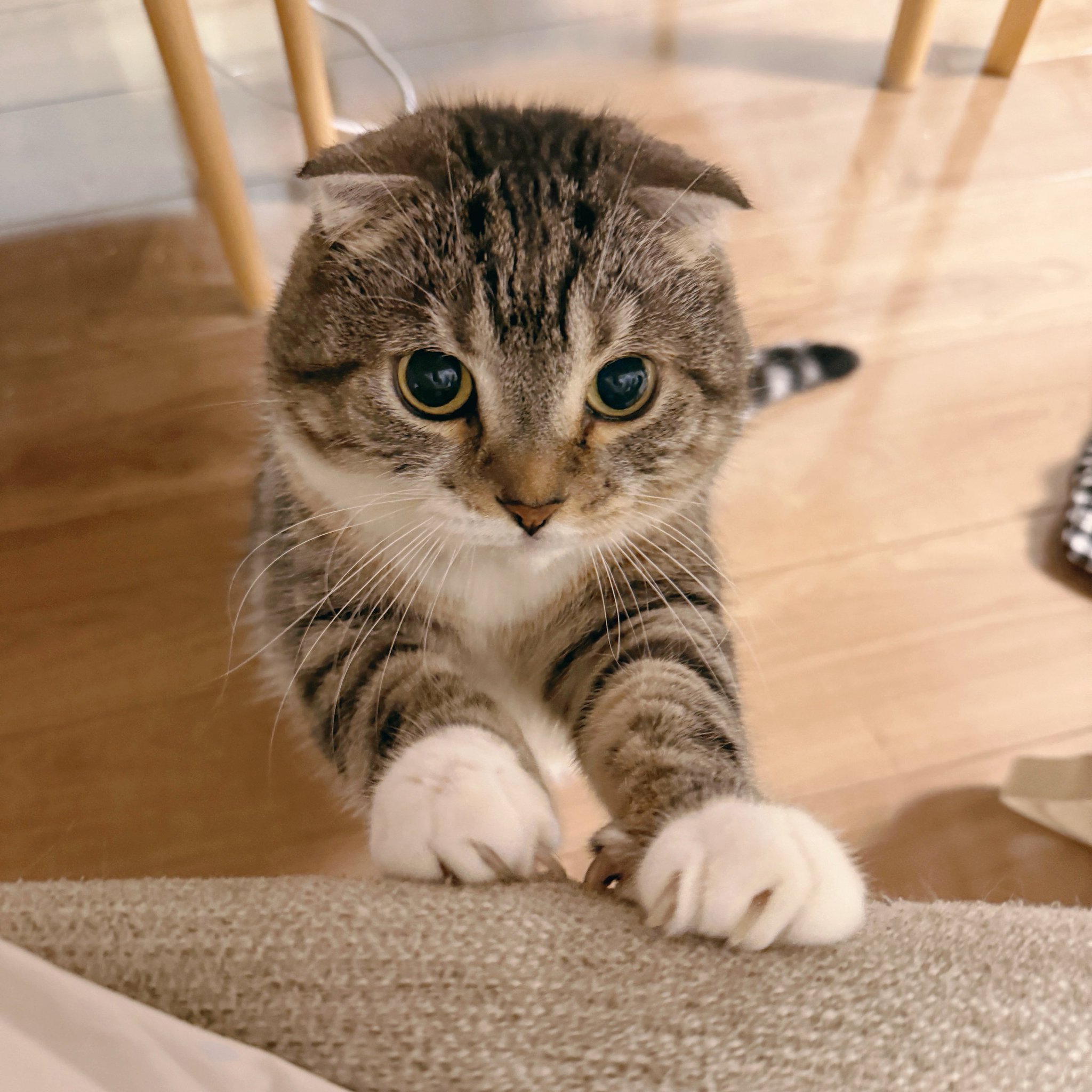 ねこぞー on X: 