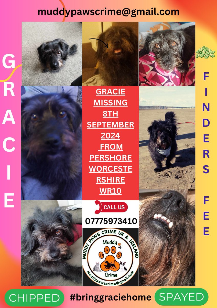 MissingPetsGB's tweet image. #stolendoghour
Tomorrow 8 September will mark, very sadly, a year since GRACIE escaped her dogsitters home in #pershore &amp;amp; hasn&apos;t been seen since.

Please share Gracie&apos;s poster. We won&apos;t stop looking &amp;amp; hoping, please keep passing on any leads &amp;amp; potential sightings
#BringGracieHome