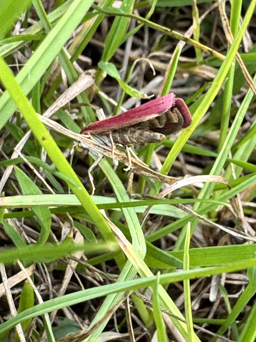 TJQPNI's tweet photo. Rubarb and custard moff? Nooo it’s Oncocera semirubella, commonly known as the Rosy-striped Knot-horn #moth #moff #ukbutterfly https://t.co/d6D5Ohe3R2