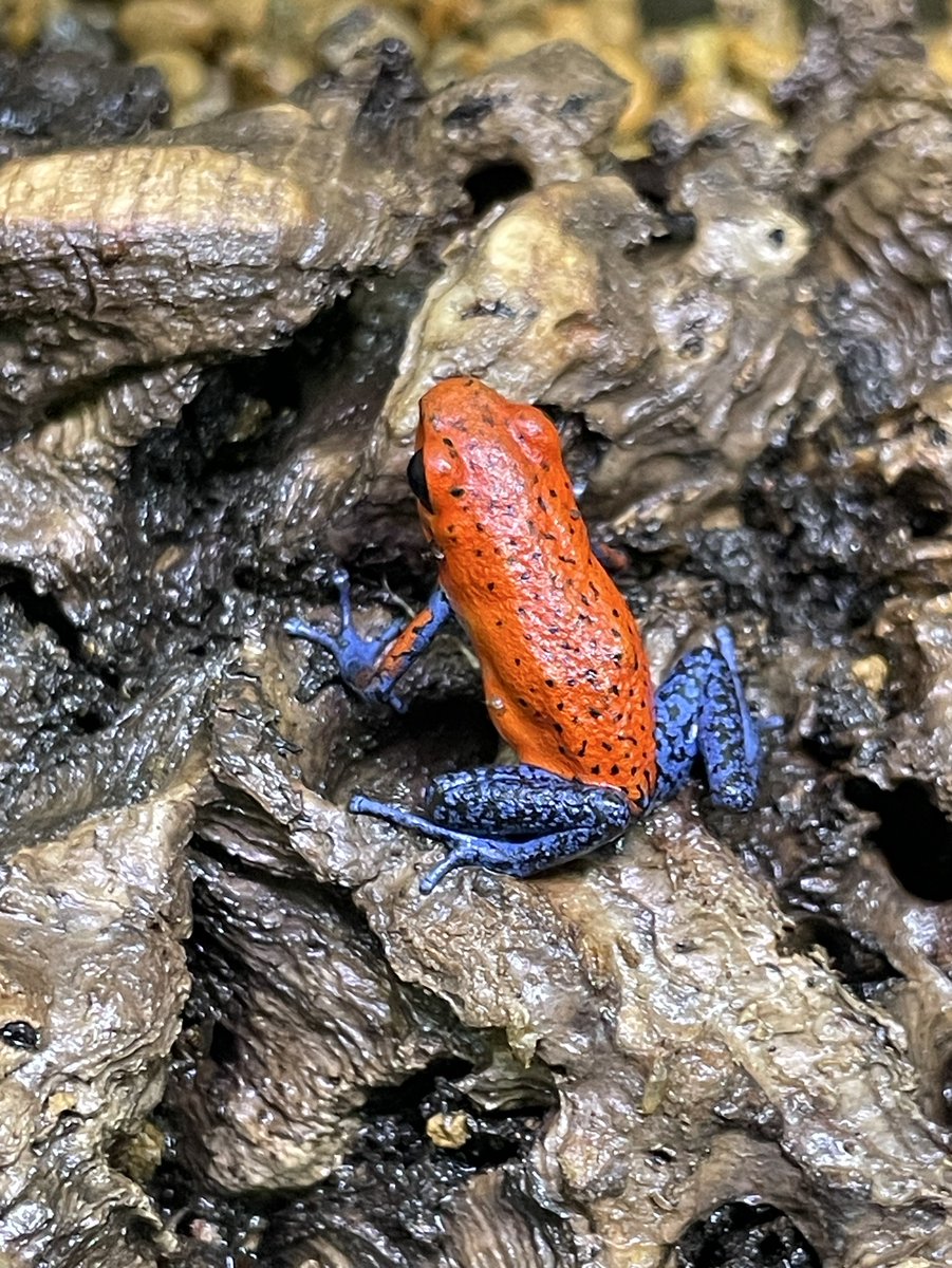 WILDLIFE PROTECTIONシリーズ イチゴヤドクガエルカラーコイン