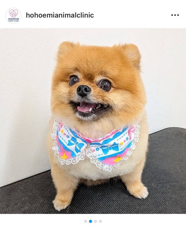 pometerutiara's tweet image. 今日のTIARA💕
トリマーさんにお写真頂きました〜🐶
#ポメラニアン #トリミング #ふわふわ #コロコロ #わんこ