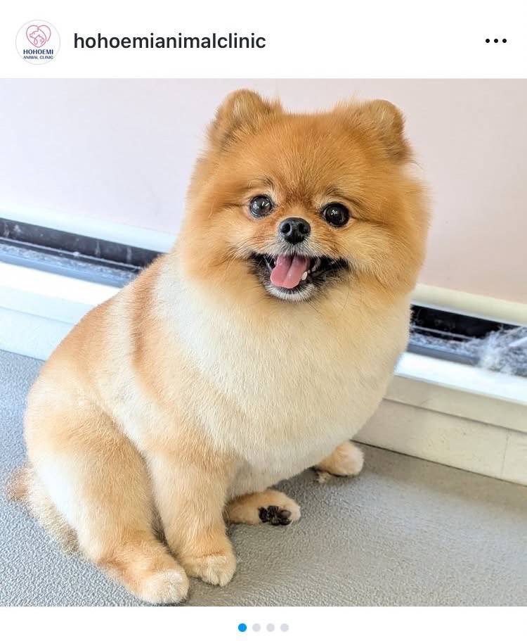 pometerutiara's tweet image. 今日のTIARA💕
トリマーさんにお写真頂きました〜🐶
#ポメラニアン #トリミング #ふわふわ #コロコロ #わんこ