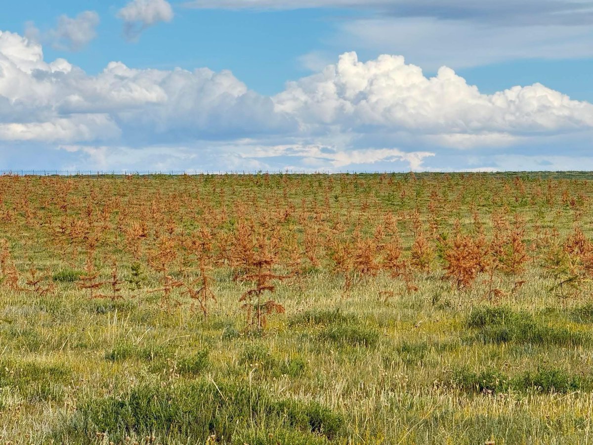 Хархорин хотын цэцэрлэгт хүрээлэн нэг иймэрхүү болж гэнэ 🤦‍♂️