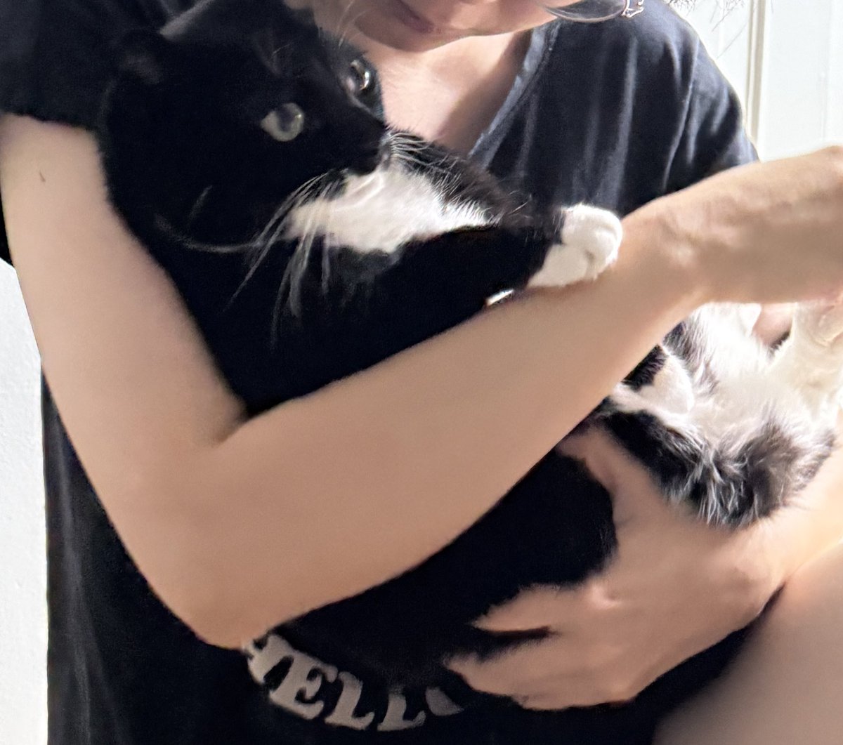 🕯️올리🔥 (@ollyonecat) on Twitter photo 