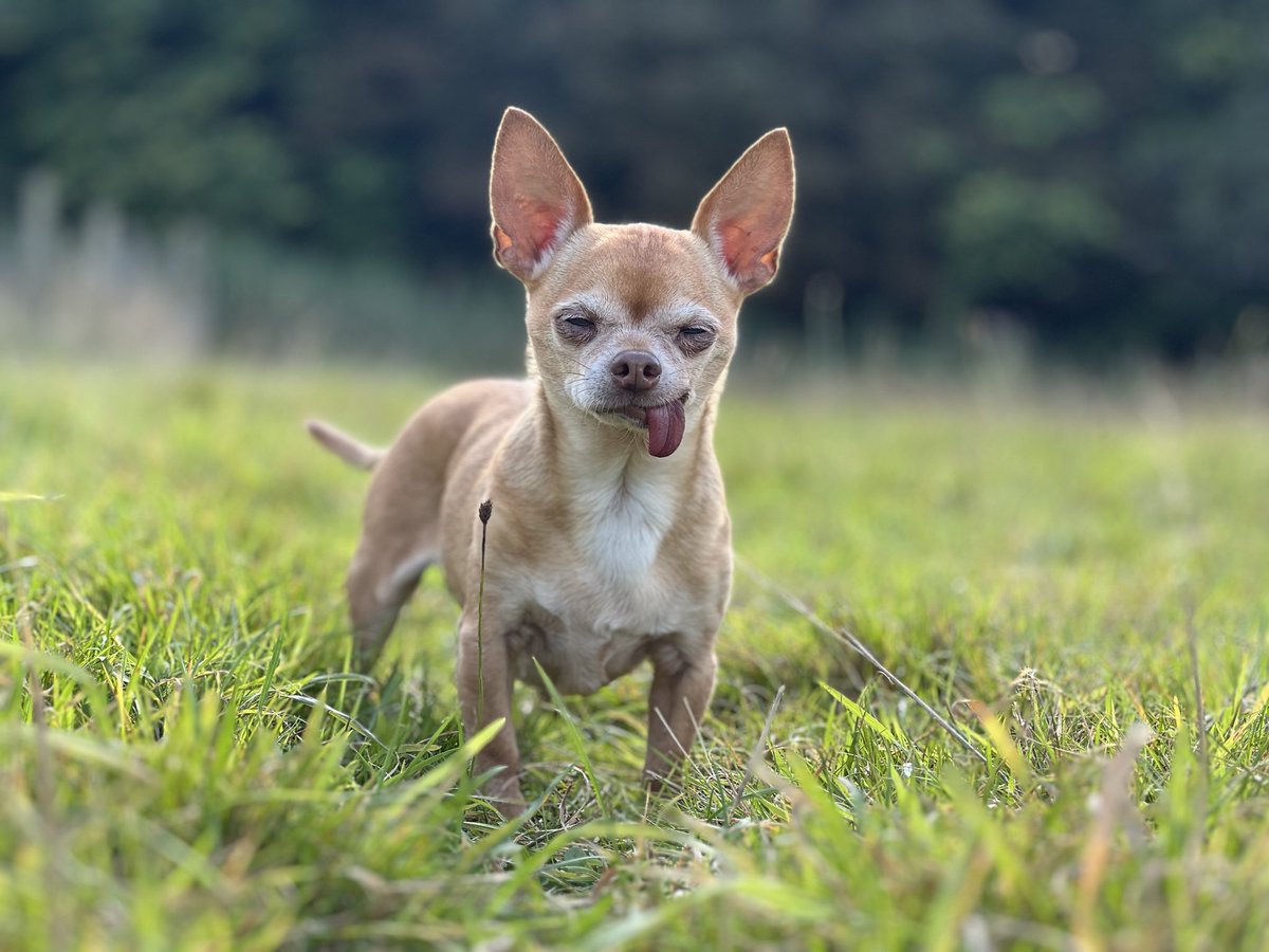 team_greenacres's tweet image. 🚨MISSING SINCE FEB 2025 - HELP FIND CHEECH. SIGHTINGS NEEDED🚨

#SeniorDogAlert Older, fawn, male #chihuahua Tongue sticks out

doglost.co.uk/dog/196849

📍Missing from: A Boarding Facility, Hailsham Road #Polegate #eastsussex BN26

🗓 Missing since: 21st February 2025

📞 Please…