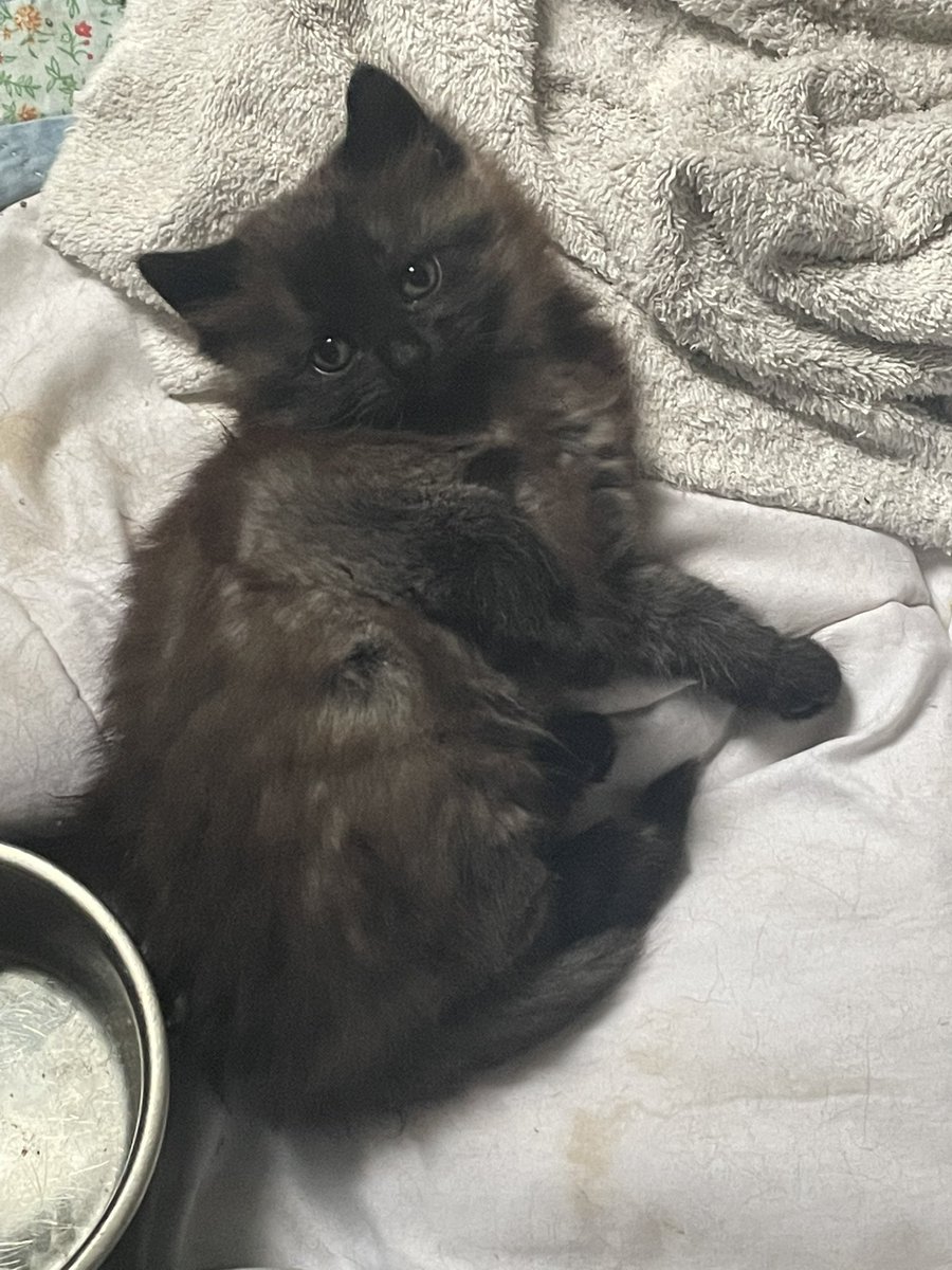 The cat I was offered this week is so small and he likes me I cried that I can’t take him in :((