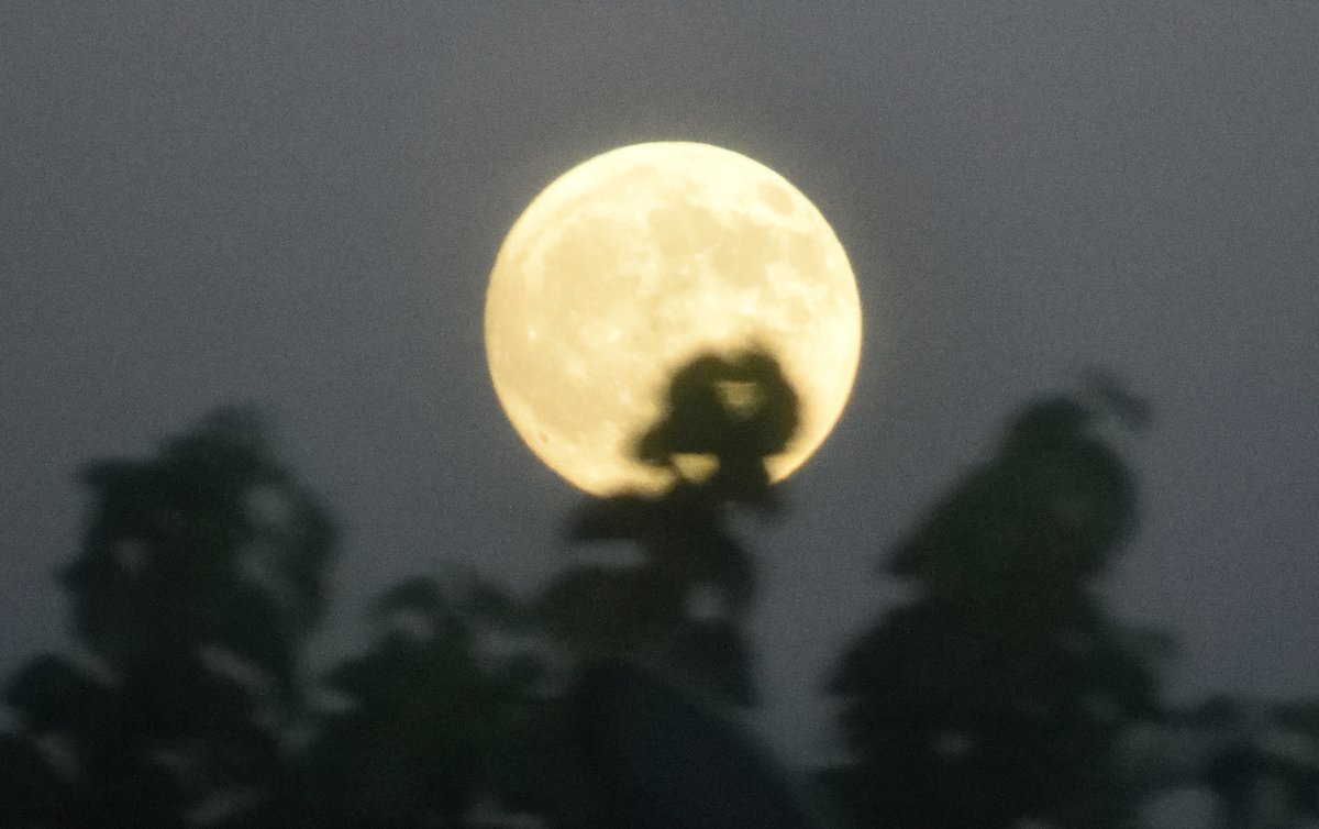 RichTPar's tweet image. The Full Moon emerging above the trees in my neighborhood tonight...as seen with my Nikon D3300 camera

#Pomona #CornMoon #DSLR #Astrophotography