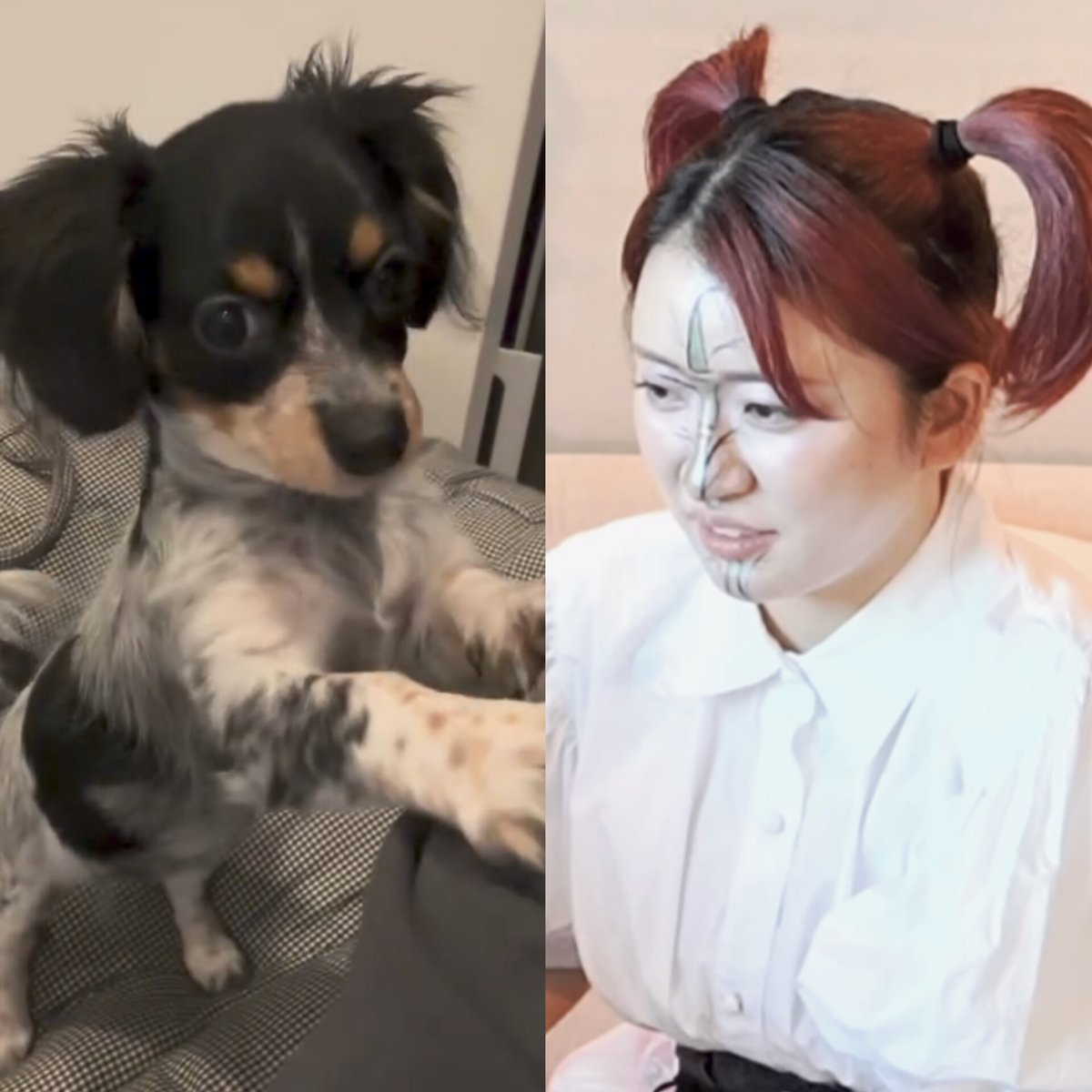平成フラミンゴ 社員証 にこ ﾆｺとｻﾁｺ😳🐶似てるふたり！ どちらも愛おしすぎる🫰 @___nicoichi___
