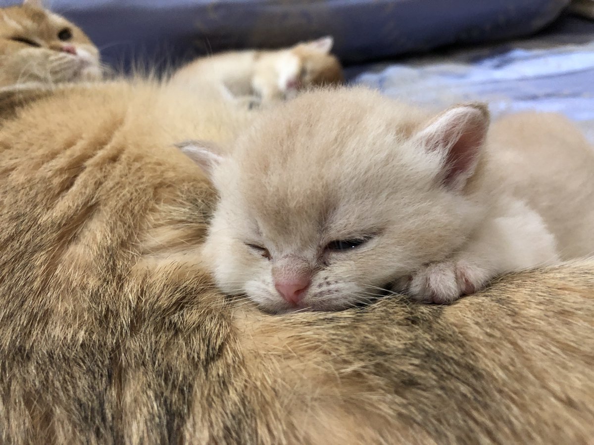 kayak hamster mleyot