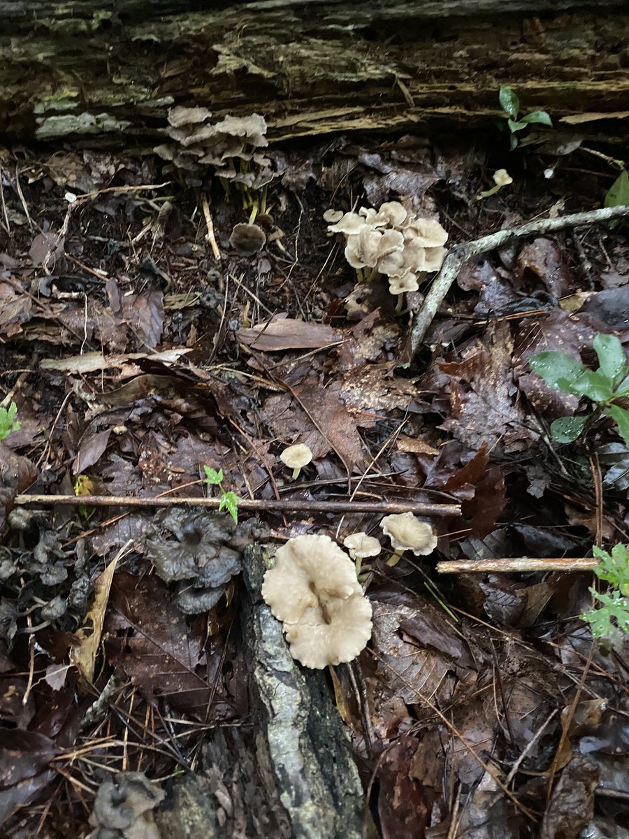 日本菌学会 (@Mycology_Japan) / X