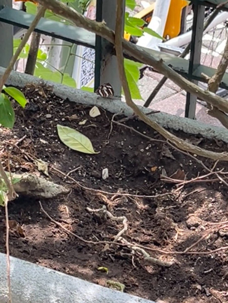 もしあのばあちゃんがいなかったら、この優しさがなかったら、その小さな蝶の最終的な運命は、人に踏まれたり、バイクに轢かれたりすることだったかもしれません。