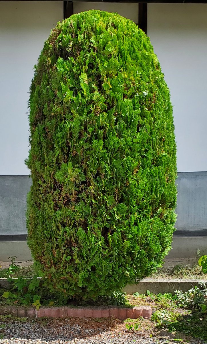 wezard_z511's tweet image. 太陽が雲隠れ🌥️する時間帯が多いな…と思って、植樹剪定実施。

とたんに晴れ間が広がって暑い〰️🥵💦

使用ツール=ヘッジトリマ・脚立・剪定鋏・ビニールシート・軍手

胴廻りを細くして、高さを60㎝程度下げました

#剪定
#炎天下
#安曇野