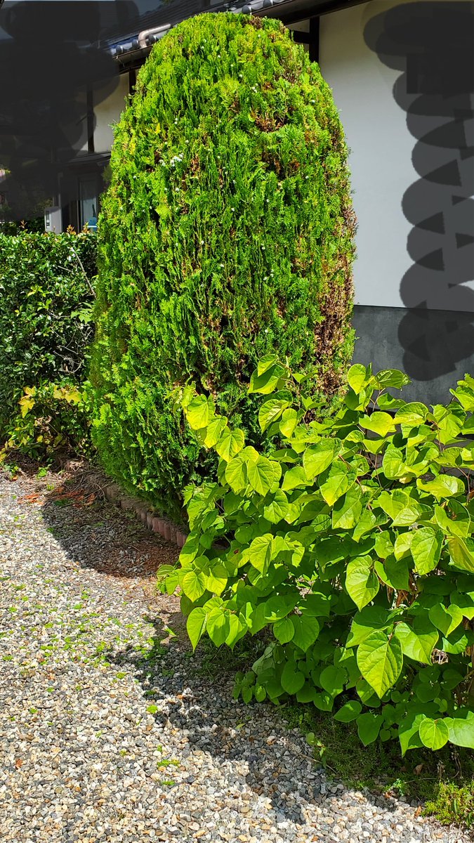 wezard_z511's tweet image. 太陽が雲隠れ🌥️する時間帯が多いな…と思って、植樹剪定実施。

とたんに晴れ間が広がって暑い〰️🥵💦

使用ツール=ヘッジトリマ・脚立・剪定鋏・ビニールシート・軍手

胴廻りを細くして、高さを60㎝程度下げました

#剪定
#炎天下
#安曇野