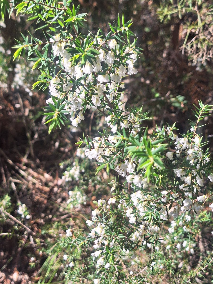 flamencalibrarian now 🦋ninathecat.bsky.social tweet media