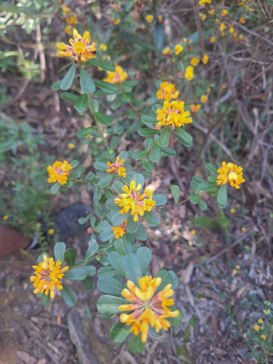 flamencalibrarian now 🦋ninathecat.bsky.social tweet media