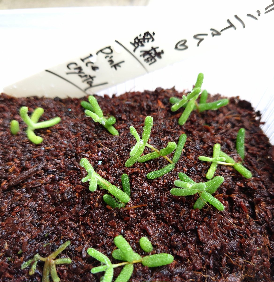 Shure_geru_Blue's tweet photo. 挿し木が難しいと聞く多肉植物の
ドロサンテマム🌵

なるほど、中でもとても人気のある美しい Ice crystal は、６本の内２本が萎びてしまった😂
蜜橘は比較的丈夫なのか、７本全部元気w
#ドロサンテマム #Icecrystal #氷晶 #蜜橘 https://t.co/KoJ5436chc