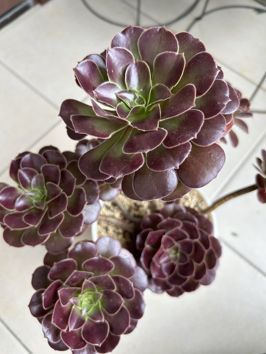 アエオニウム - Search / X