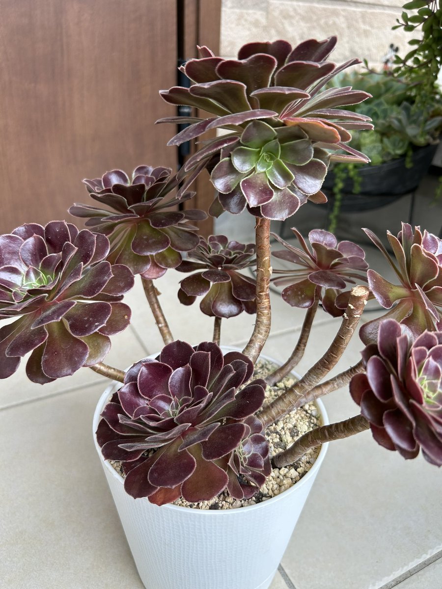 アエオニウム　ベストコンディション セット販売日、決めました | コキリノSucculents Life