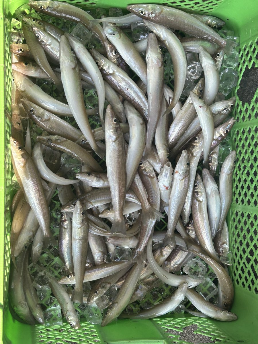 最大24cm程度
数釣り9月まだまだ行けたー！🙆‍♂️